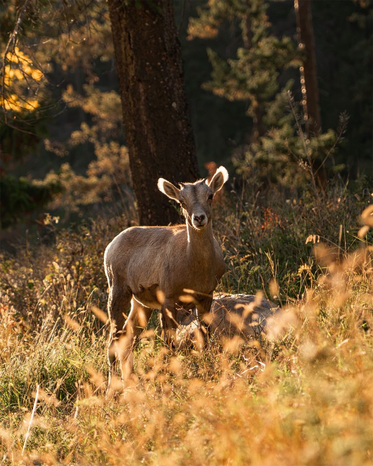 Mountain goat in a natural landscape near Radium Hot Springs, British Columbia